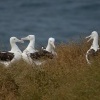 Albatros Sanforduv - Diomedea sanfordi - Northern Royal Albatros 7814